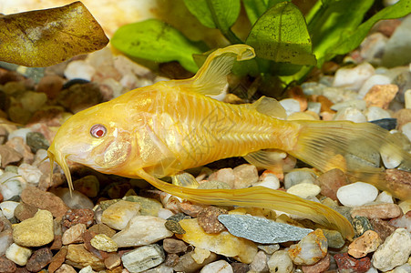 科里多拉斯鱼宠物鲶鱼卵石清道夫淡水棕色爱好热带绿色水族馆图片