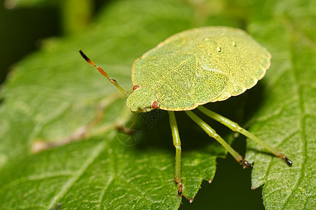 绿甲虫植物群动物野生动物荒野昆虫动物群叶子甲虫宏观生物学图片