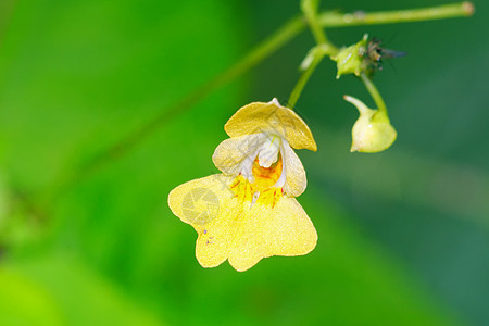 黄花花朵公园花园植物群季节绿色黄色植物场地宏观图片