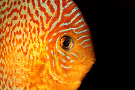 钓鱼宠物游泳野生动物动物水族馆绿色科鱼蓝色热带潜水图片