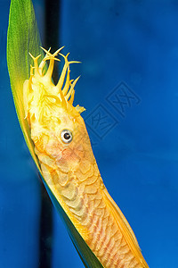 鱼鲶鱼鱼缸蓝色水族馆热带淡水黄色清洁工长翅宠物图片
