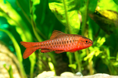 烧巴鱼野生动物热带宠物淡水运动红色倒钩宏观动物水族馆图片