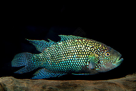 鱼异国动物驼峰红色绿色科鱼黑色水族馆白色淡水图片
