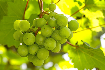 葡萄酒白色水果植物收成绿色花园葡萄园食物藤蔓宏观图片