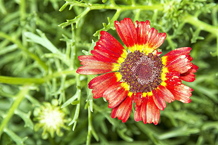 红色黄花花朵图片