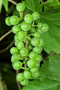 葡萄酒黄色藤蔓花园食物白色水果收成葡萄园植物绿色图片