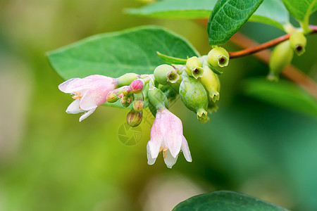 带绿芽的草毛绿色花园植物枝条叶子植物群季节生长图片