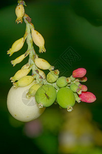 带绿芽的草毛生长花园枝条季节植物绿色植物群叶子白色图片