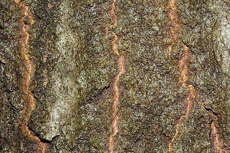 棕树斜植物材料森林树干环境棕色宏观木头背景图片