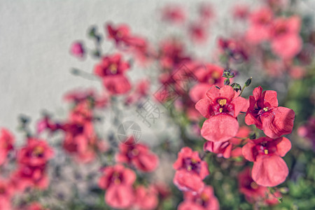 漂亮的红花红色绿色花园花朵背景植物群图片