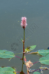 花粉花从水中长出图片