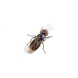 白色背景的黑苍蝇害虫昆虫工作室翅膀动物果蝇红色荒野漏洞水果图片
