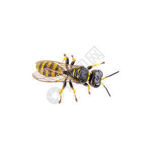 白色背景的黑昆虫黄色条纹眼睛天线野生动物黑色害虫工作室动物蟋蟀宏观图片