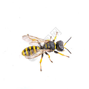 白色背景的黑昆虫黄色条纹天线动物眼睛工作室野生动物害虫宏观黑色蟋蟀图片