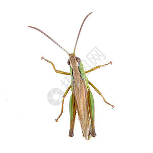 白色背景的绿色棕色蝗虫宏观蟋蟀天线昆虫荒野动物漏洞工作室野生动物蚱蜢图片