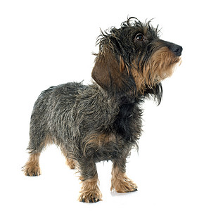 毛发有线条的dachshund女性宠物工作室猎狗棕色成人动物图片