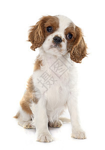 小狗骑兵王查尔斯骑士动物棕色宠物白色工作室背景图片