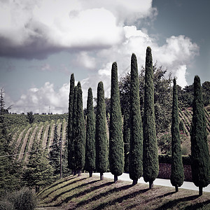 Cypress 闪爬坡沥青场地种植园农场国家地面调色旅行葡萄园图片