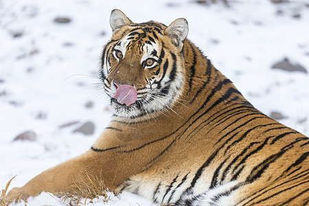 孟加拉虎捕食者哺乳动物危险濒危丛林豹属猎人动物园荒野动物图片