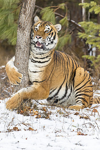 孟加拉虎老虎食肉危险荒野豹属丛林捕食者野猫濒危野生动物图片
