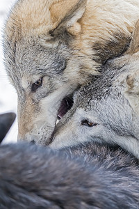图德拉野狼犬科捕食者野生动物生物女性苔原男性家庭小狗领导者图片