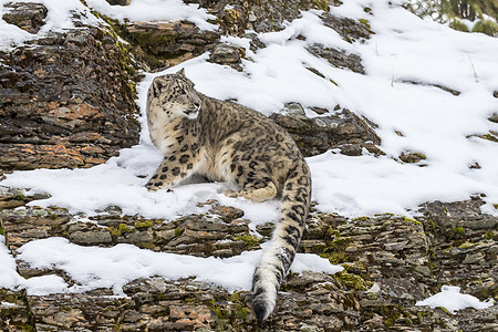 雪豹哺乳动物胡须猎人野生动物野猫豹属濒危生物捕食者森林图片