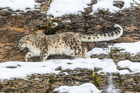 雪豹哺乳动物动物园食肉豹属危险森林濒危猫科动物捕食者斑点图片