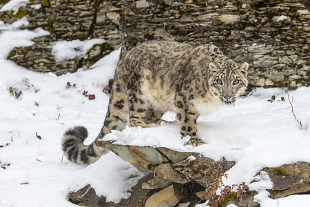 雪豹猎人眼睛濒危野猫动物野生动物胡须荒野大猫动物园图片