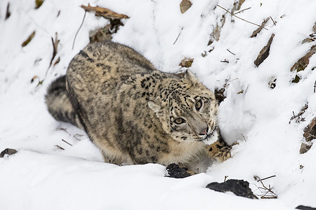 雪豹生物眼睛大猫野猫森林捕食者野生动物猎人猫科动物斑点图片