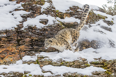 雪豹大猫生物猎人森林濒危斑点眼睛食肉野生动物猫科动物图片