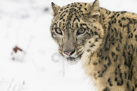 雪豹危险野生动物斑点动物园森林生物食肉荒野豹属大猫图片