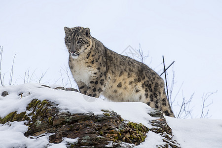 雪豹森林危险荒野哺乳动物猫科动物生物捕食者猎人食肉濒危图片