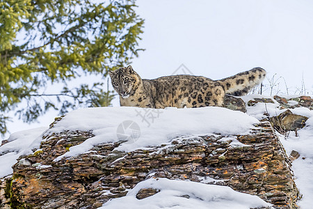 雪豹眼睛动物野生动物猎人斑点野猫大猫森林胡须动物园图片