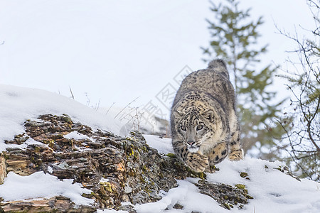 雪豹眼睛濒危胡须斑点森林野生动物猎人生物豹属捕食者图片