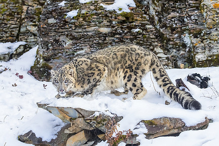 雪豹危险大猫哺乳动物濒危猫科动物斑点动物园野生动物动物森林图片