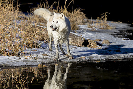 北极野狼家庭小狗哺乳动物领导者池塘生物犬类犬科女性男性图片