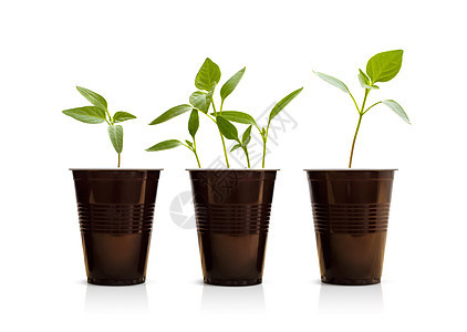 绿色青年植物幼苗进步环境生长植物学白色生活团体叶子起源图片