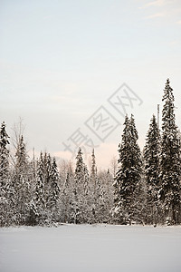 泰加湖的日落涂层下雪寒冷松树林地桦木树木天空场景木头图片