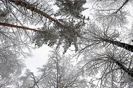 森林树暴风雪枝条天空下雪云杉季节公园场景松树桦木图片