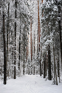 冬初塔伊加下雪林地针叶林松树枝条木头场景季节森林桦木图片
