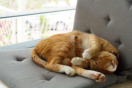 早上猫睡在窗边的坐垫上图片