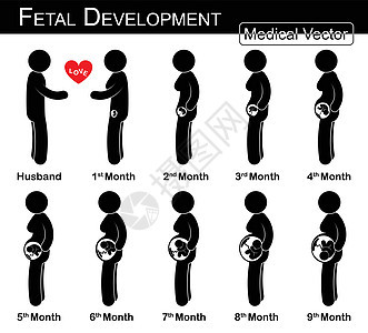 胎儿发育 孕妇和胎儿在子宫内的生长 一步一步 医学 科学和保健概念 夫妻概念 平面 黑白设计 爱与家庭图片