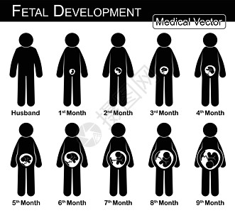 胎儿发育 孕妇和胎儿在子宫内的生长 一步一步 医学 科学和保健概念 夫妻概念 平面 黑白设计图片