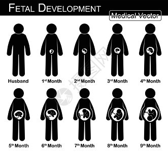胎儿发育 孕妇和胎儿在子宫内的生长 一步一步 医学 科学和保健概念 夫妻概念 平面 黑白设计图片