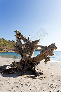 Nusa Penida岛著名的水晶海滩蓝色支撑旅行海岸线植物双体热带海洋悬崖海岸图片