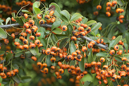装饰性灌木橙莓衬套红色棕色橙子浆果叶子花园图片