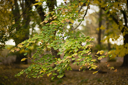 石灰树的秋叶叶子椴树黄色图片