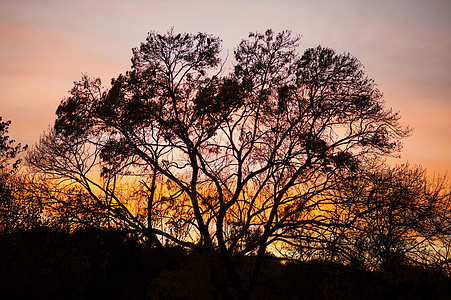冬树环影天空日落木头红色背景图片
