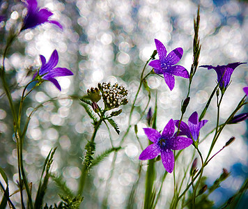 坎帕努拉山丘植物宏观丝绸草本植物紫色植物学花朵荒野天空蓝色图片