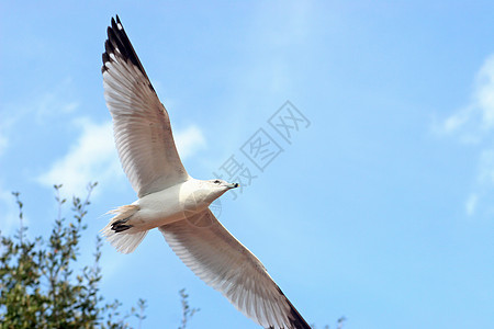 海鸥空气海鸟天空白色羽毛飞行自由翅膀航班树叶图片